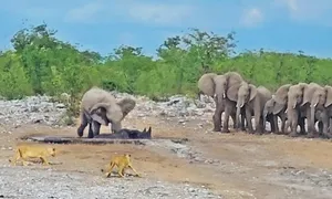 Đàn voi tìm cách cứu tê giác khỏi bầy sư tử Đàn voi tìm cách cứu tê giác khỏi bầy sư tử