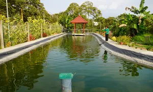Xây ao trữ nước ngọt kết hợp nuôi cá làm du lịch ở miền Tây Xây ao trữ nước ngọt kết hợp nuôi cá làm du lịch ở miền Tây