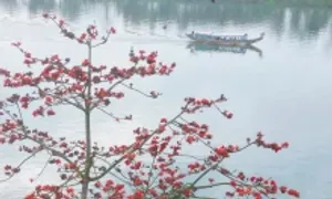 Mùa hoa gạo bên dòng sông Hương Mùa hoa gạo bên dòng sông Hương