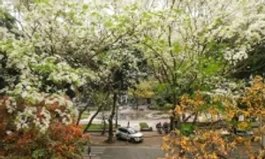 Hà Nội mùa hoa tháng ba Hà Nội mùa hoa tháng ba