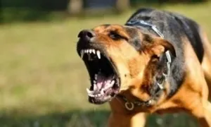 Thần chú 'chó nhà tôi hiền lắm, chưa cắn ai bao giờ' Thần chú 'chó nhà tôi hiền lắm, chưa cắn ai bao giờ'