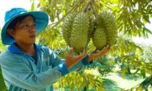 Xuất khẩu rau quả giảm 3 tháng liên tiếp Xuất khẩu rau quả giảm 3 tháng liên tiếp