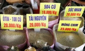Xuất khẩu gạo chững lại, nhập khẩu tăng vọt Xuất khẩu gạo chững lại, nhập khẩu tăng vọt