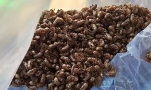 Xác ve sầu được thu mua giá 2 triệu đồng một kg Xác ve sầu được thu mua giá 2 triệu đồng một kg