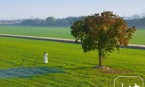Bi kịch cây 'cô đơn' Bi kịch cây 'cô đơn'