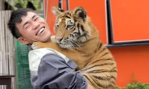 Chú hổ xứ Nghệ 'gây sốt' vì biểu cảm đáng yêu Chú hổ xứ Nghệ 'gây sốt' vì biểu cảm đáng yêu