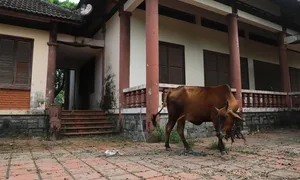 Trung tâm giới thiệu nghề đúc đồng thành nơi nhốt bò